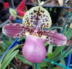 Paph. henryanum